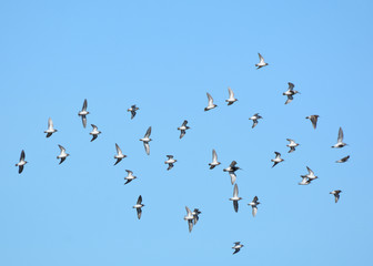 Flock of shorebirds in flight
