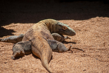 dragón de komodo