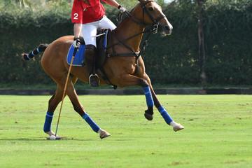 polo player use a mallet hit ball in games.