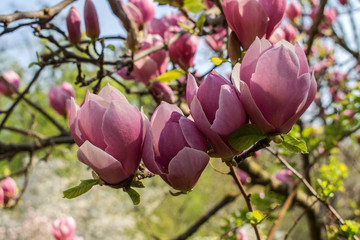Magnolia blooms in spring. Spring nature. Beautiful flowers