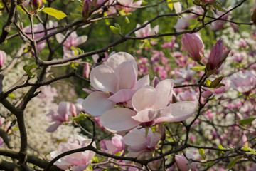 Fototapeta na wymiar Magnolia blooms in spring. Spring nature. Beautiful flowers