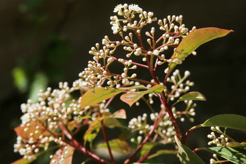 An evergreen laurestine (Viburnum tinus)