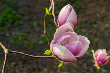 Magnolia blooms in spring. Spring nature. Beautiful flowers