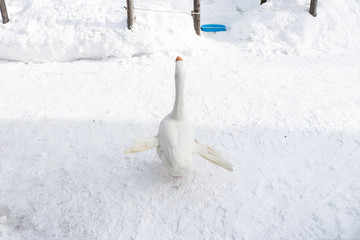 White duck on snow