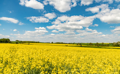 Fototapeta premium Gelb aufgeblühtes Rapsfeld und locker bewölkter Himmel
