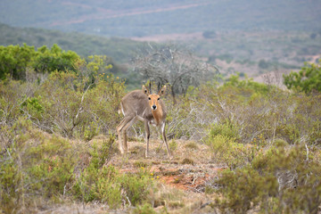 南アフリカ　マウンテンリードバッグ