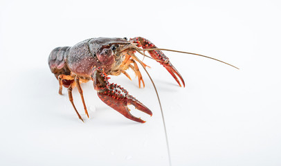 a live crayfish on a white background