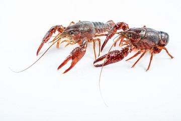 Fresh crayfish on white background