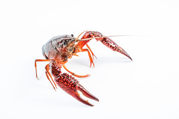 a live crayfish on a white background