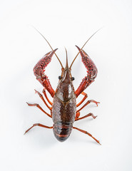 a live crayfish on a white background