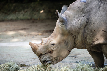 Obraz premium Side view of a White Rhinoceros eating hay 