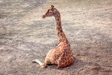 Giraffe lying down on the ground 