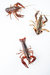 Fresh crayfish on white background