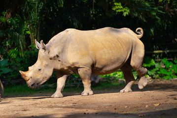 Fototapeta premium Side view of a white rhinoceros on the move in the sun , kicking up dirt 