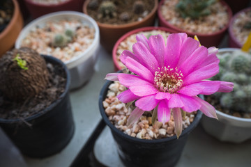 Bloomimg pink cactus flower named “Lobivia”