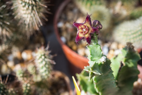 Cactus named "Caralluma hexagona"