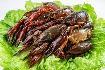 Crayfish with a dish cleaned on a white background