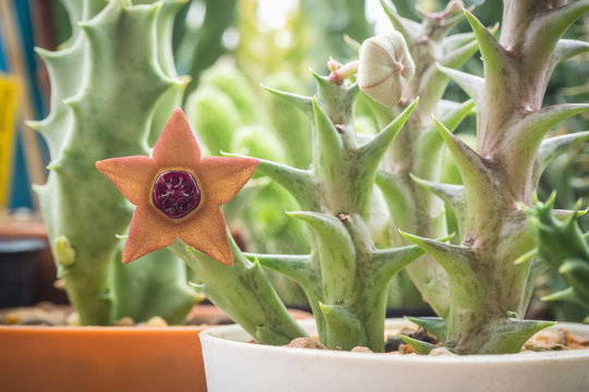 Orbea sprengeri ssp. foetida is succulent plants