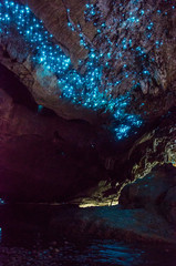 Bioluminiscent Glow Worms shining in Waipu Caves, Northland, North Island, New Zealand