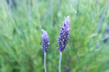 Detail of purple lavender flower