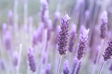 Detail of purple lavender flower