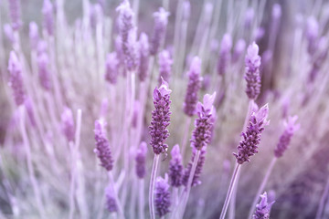 Detail of purple lavender flower