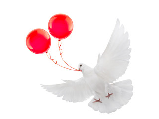 free flying white dove with red balloons