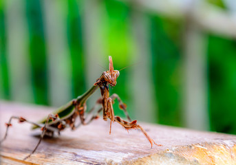 Natural born predators. Mantis in a natural environment. Selected Depth of Field.