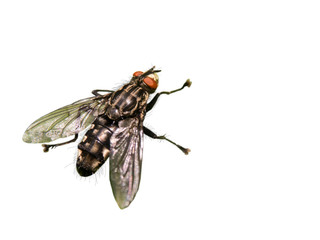 Fly insect detailed view isolated on white