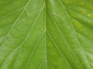 Fototapeta na wymiar macro of green leaf
