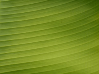 banana leaf texture background