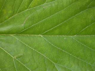 Fototapeta na wymiar texture of green leaf