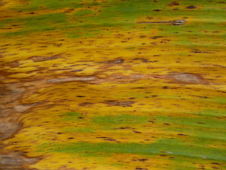 yellow leaf texture background