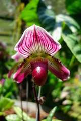 Orchid&eacute;e