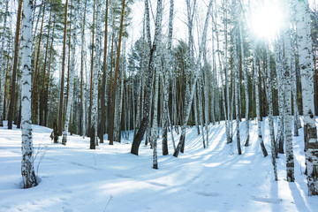 Sunny Day in Winter Birch Trees Forest