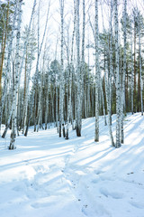 Sunny Day in Winter Birch Trees Forest