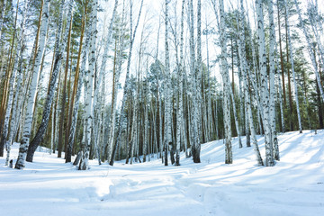 Naklejka premium Sunny Day in Winter Birch Trees Forest