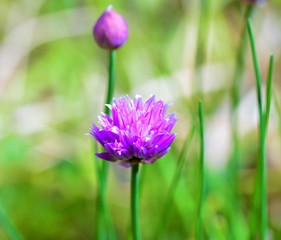 A colourful Chive flower.