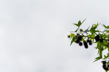 Drk green leaves of Liquidambar styraciflua, Ambeer tree against cloudy sky with sky in focus. Selective focus. . Concept of nature of North Caucasus for design. Place for text