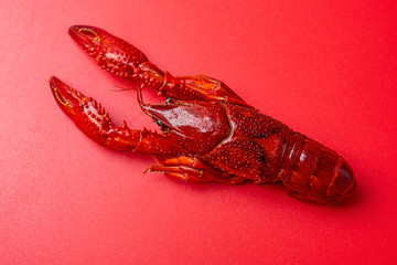 A bright red delicious crayfish on a red background