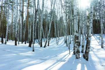Sunny Day in Winter Birch Trees Forest