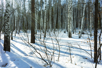 Sunny Day in Winter Birch Trees Forest