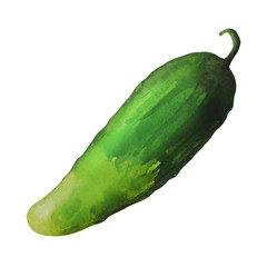 Watercolor cucumber