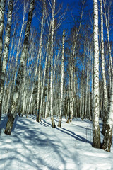 Naklejka premium Sunny Day in Winter Birch Trees Forest