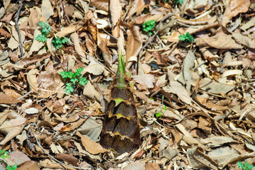 A bamboo shoot on the ground covered with fallen leaves