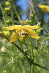 yellow flower clematis summer garden