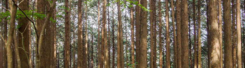 Naklejka premium tree, forest, plant, green, nature, jungle, wild, wood, bush, holt, groove, boskage, woodland