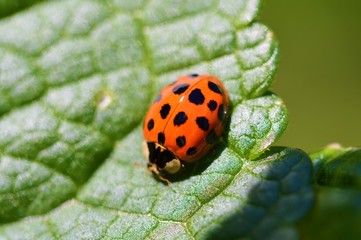 ladybug on a green leaf