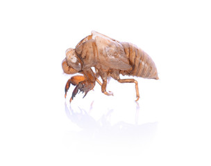 cicada isolated on white background