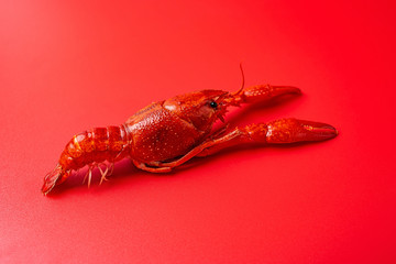 A bright red delicious crayfish on a red background
